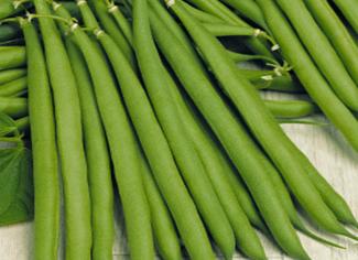 Lomami French Bean Variety from Royal Seed