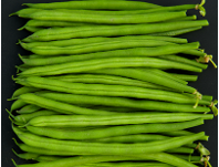 Seagull French Bean Variety from Royal Seed