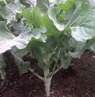 1000 Headed Kale variety from Royal Seed