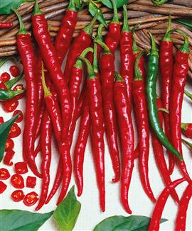 Long Cayenne F1  Hot Pepper variety from Royal Seed