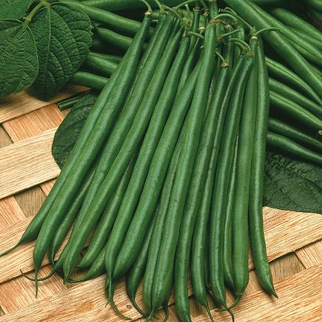 Boston French bean variety from Royal Seed