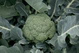 Green Pia Broccoli variety from Royal Seed 