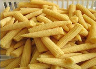 Baby Corn SG18 corn variety from Royal Seed 