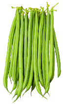 Balozi French bean variety from  Royal Seed