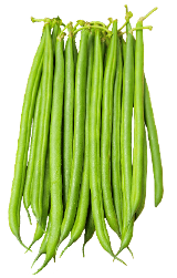 Balozi French bean variety from Royal Seed 