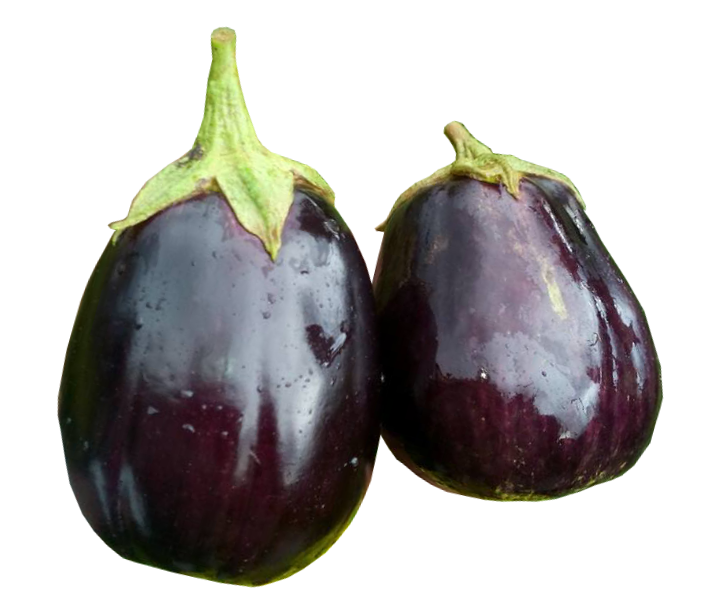 Black Beauty Eggplant variety from Royal Seed
