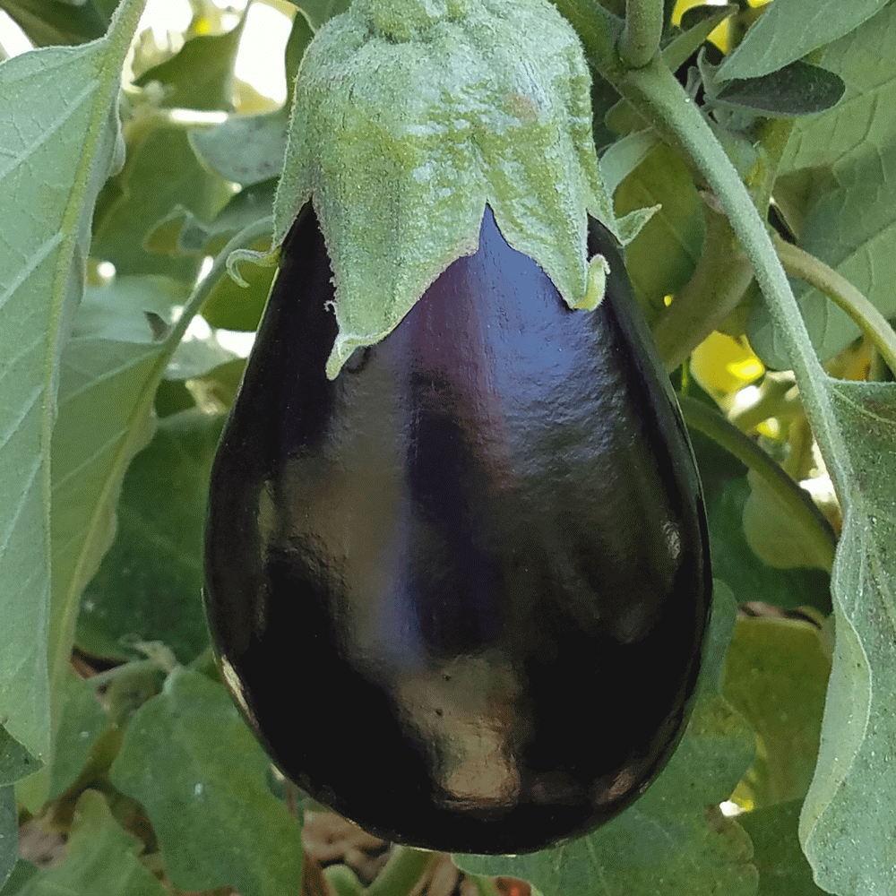 Black Beauty Eggplant variety from Royal Seed