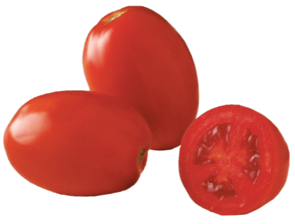 Cal J Tomato variety from Royal Seed