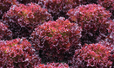 Claragio lettuce from Royal Seed 
