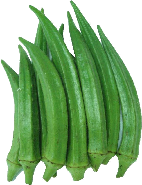 Clemson Spineless Okra variety from Royal Seed 
