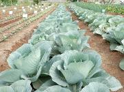Royal Seed trial farm with cabbage  planting 