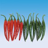 Daiya F1  Hot Pepper variety from Royal Seed