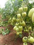 Gem F1 tomato variety from Royal Seed