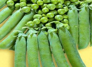 Green feast Garden pea variety from Royal Seed 