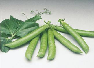 Somerwood garden pea Variety from Royal Seed