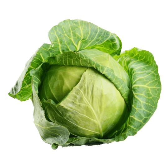 Glory of Ekhuizen Cabbage variety from Royal Seed