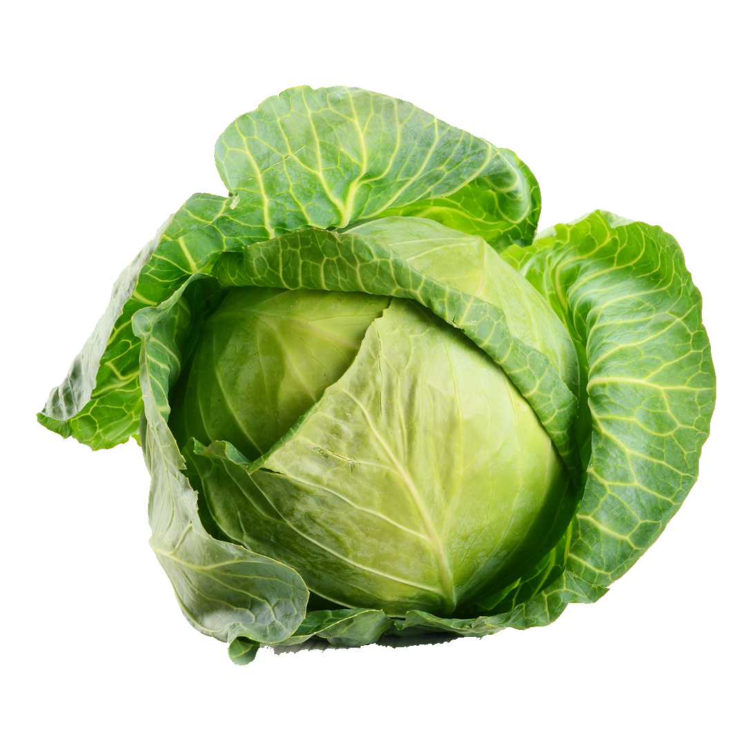 Glory of Ekhuizen Cabbage variety from Royal Seed