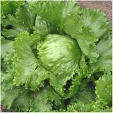 Great Lakes lettuce from Royal Seed