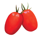Harmony f1 tomato variety from Royal Seed