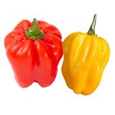 Habanero red & Yellow  Hot Pepper variety from Royal Seed