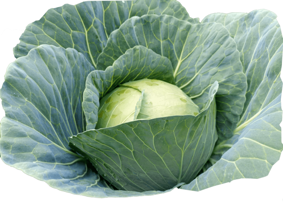 jabali f1 Cabbage