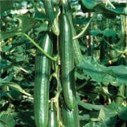 Jude  F1 Cucumber variety from Royal Seed