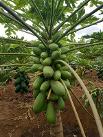 Lal Pari F1 papaya variety from Royal Seed