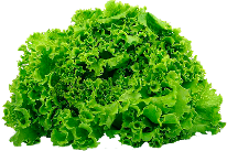 Michelagio F1 Lettuce Variety from Royal Seed