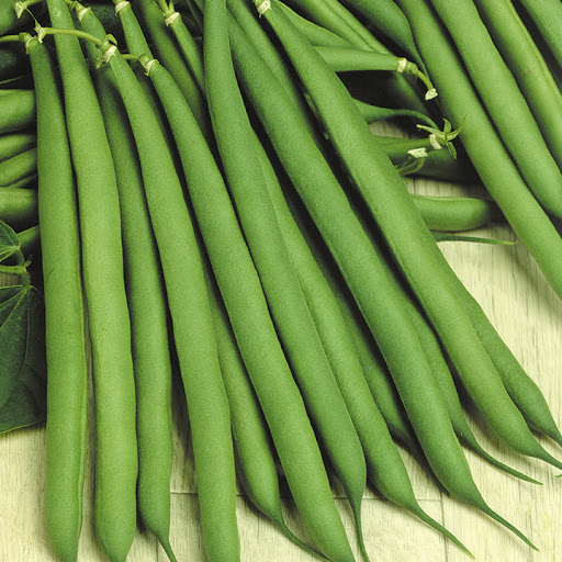 Lomami French bean variety from  Royal Seed