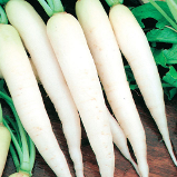 White Long raddish variety from Royal Seed 