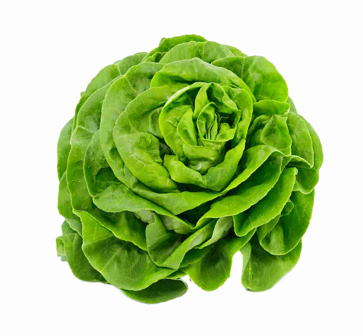 Lettuce Seeds for Your Farm: Royal Seed presents a collection of lettuce seeds for a crisp harvest. Explore various types by clicking here to visit our lettuce page