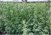Lucern variety from Royal Seed
