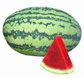 Sweet Queen F1 Watermelon Variety from Royal Seed