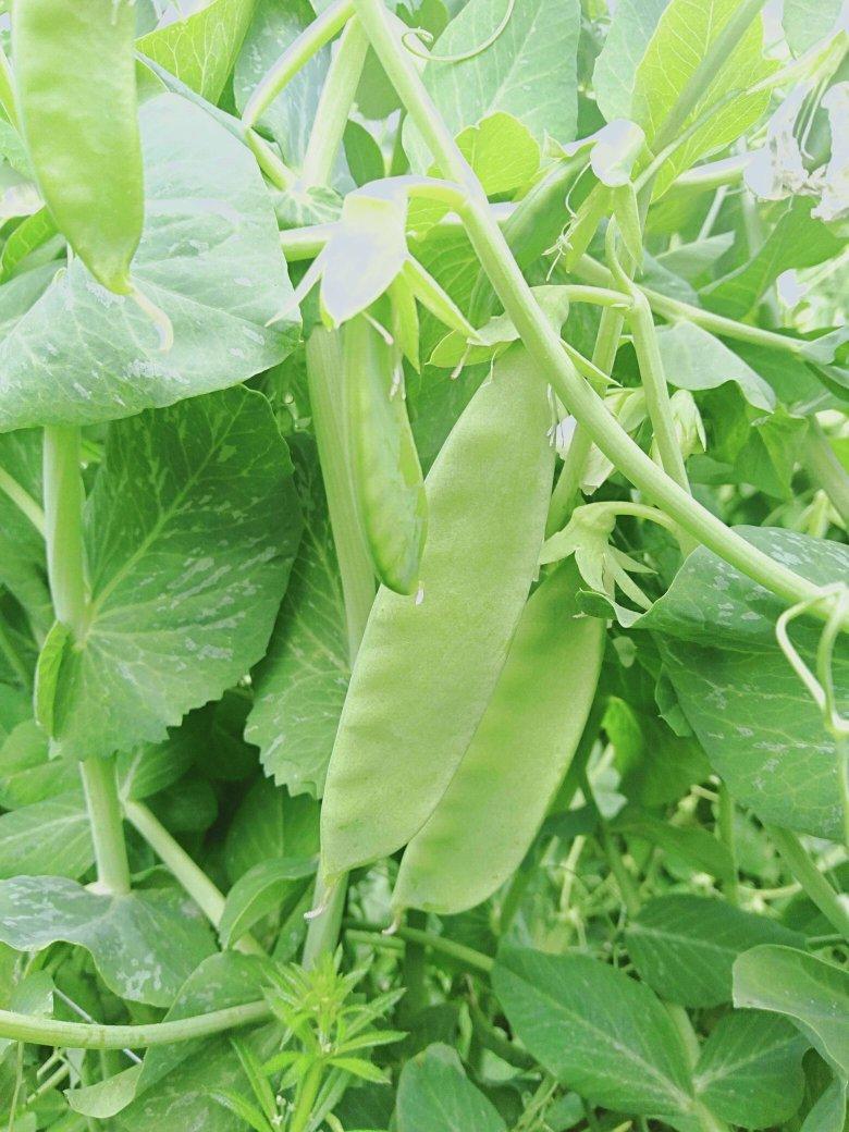 Cascadia snow pea variety from Royal Seed 