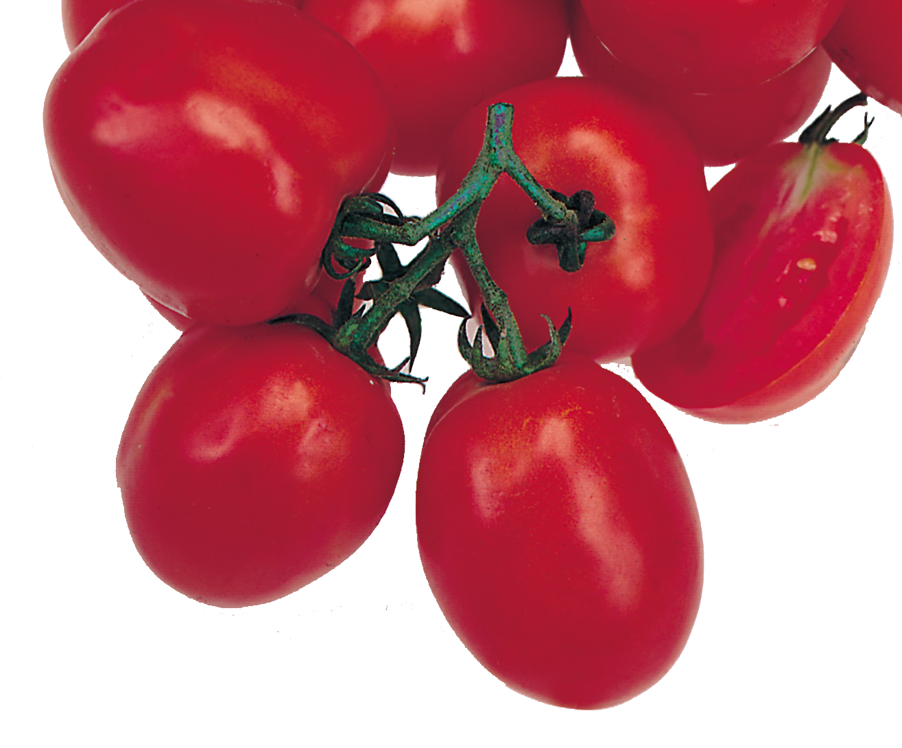 Only tomato tomato variety from Royal Seed