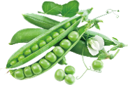 Italian Wonder Garden pea variety from Royal Seed 