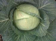 Pretoria F1 Cabbage variety from Royal Seed