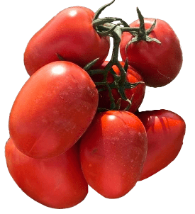 Rambo F1 Tomato tomato variety from Royal Seed