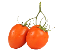 Rio Grande tomato from Royal seed