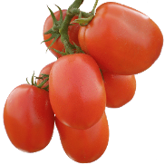 Rocky f1 tomato from Royal seed