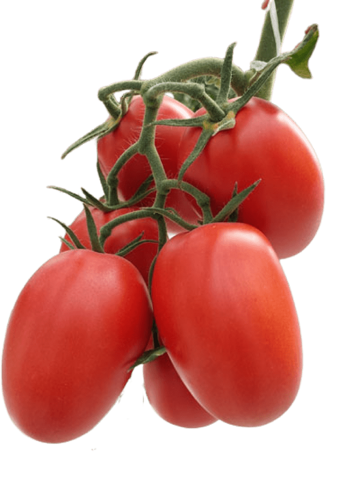 Royal 702 F1 tomato variety from Royal Seed