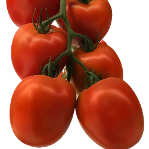 Royal 703 F1 tomato variety from Royal Seed
