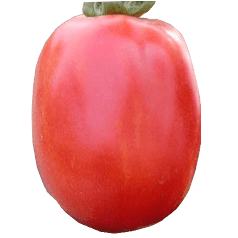 Sandokan Tomato Variety from Royal Seed
