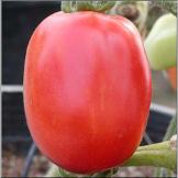 Sandokan F1 Tomato tomato variety from Royal Seed