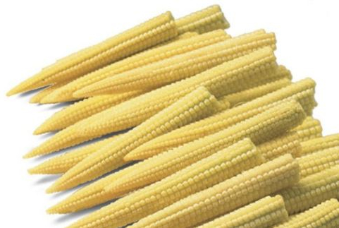 Baby Corn PAC 321 corn variety from Royal Seed 