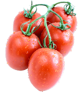 Susana F1 tomato variety  from Royal Seed