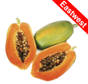 Vega F1 papaya variety from Royal Seed