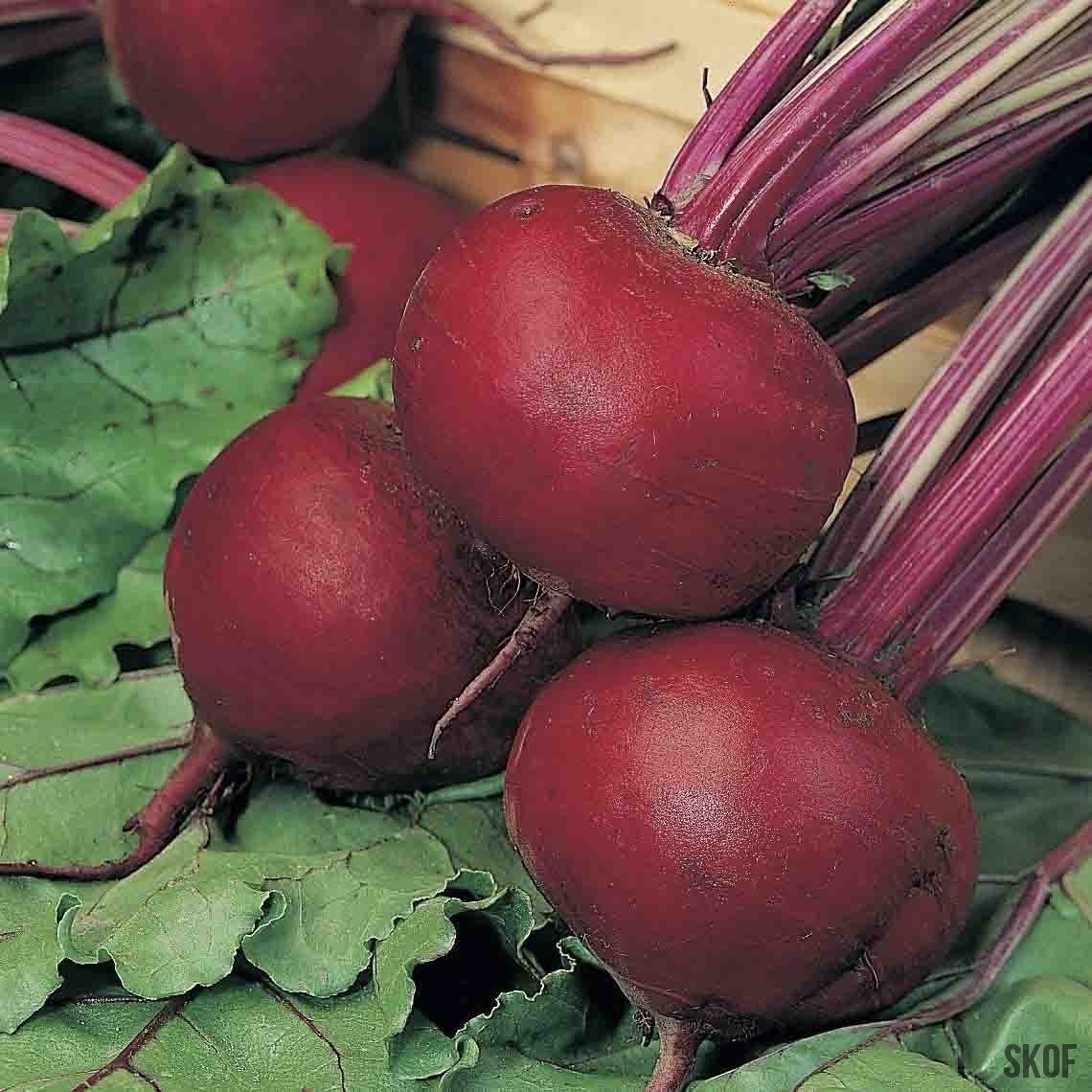 Detroit Dark Red Beetroot variety from Royal Seed