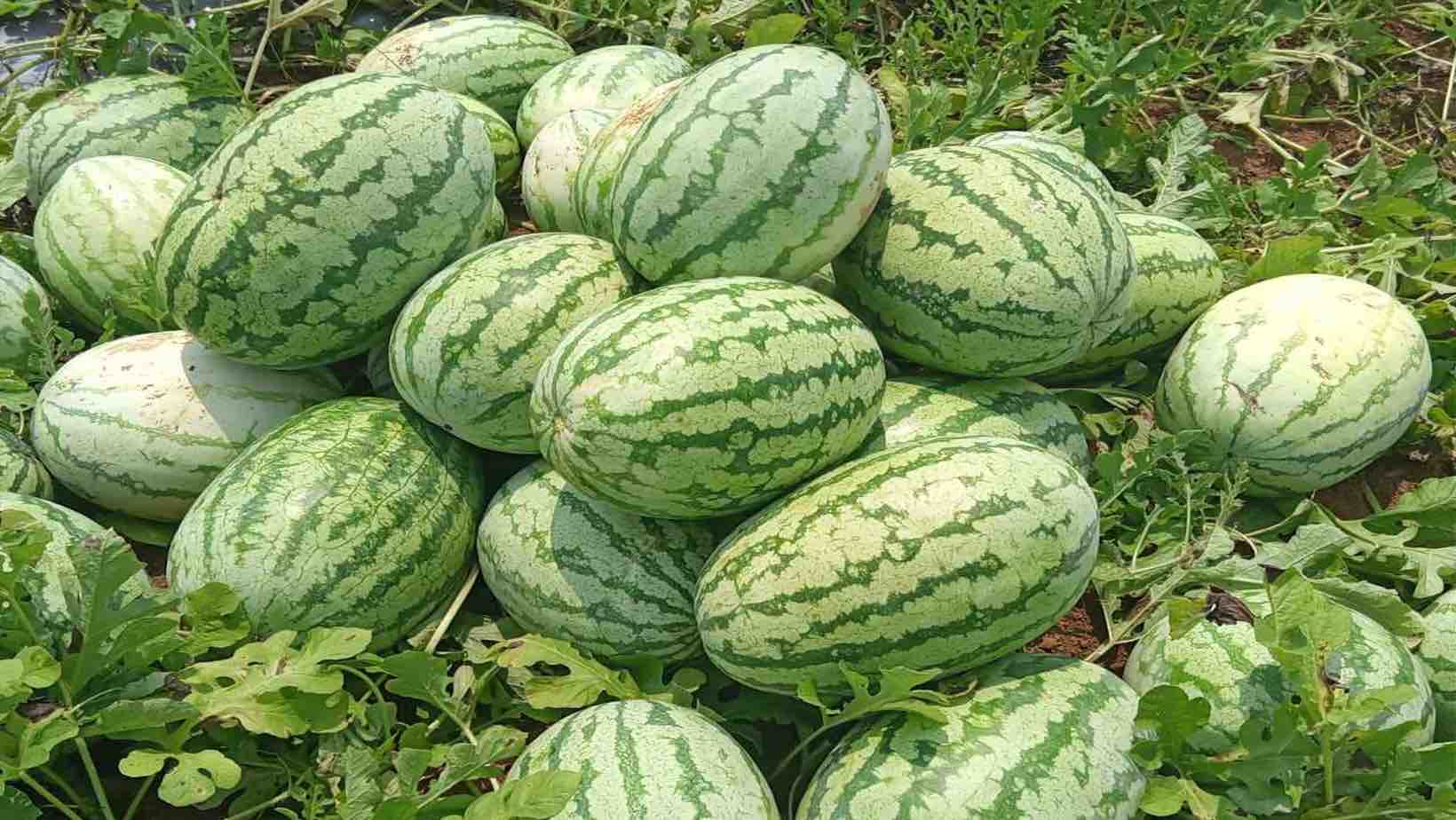 Watermelon variety