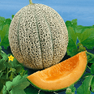 Cantaloupe Hales best from Royal Seed 